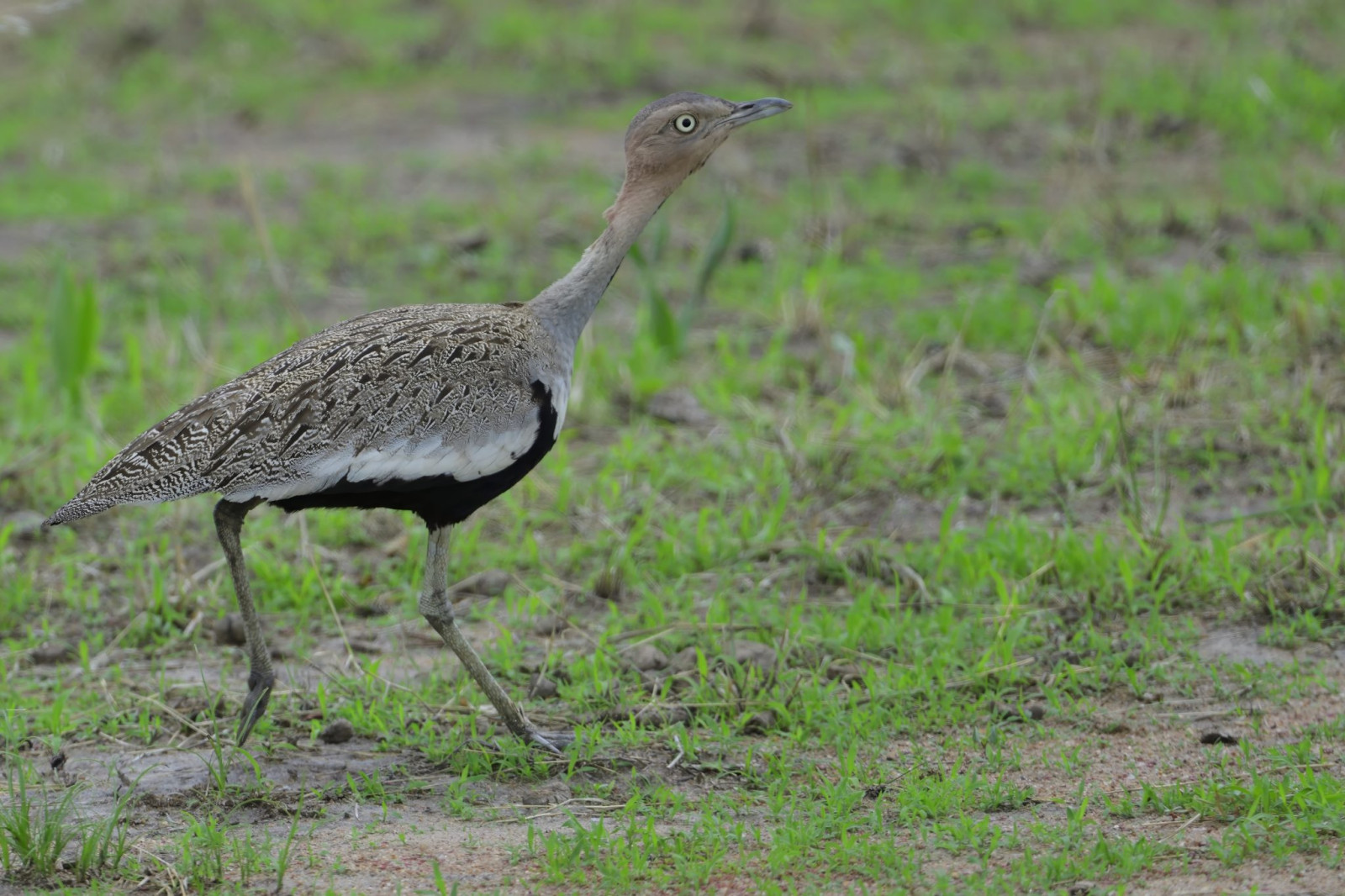 image Buff-crested Bustard